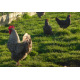 Six Exhibition Quality Cuckoo Maran Hatching Eggs