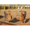 6 Exhibition Quality Large fowl Cream Legbar Hatching Eggs A&J Poultry