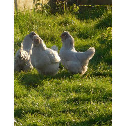 6 Exhibition Quality Lavender Araucana Hatching eggs from A&J Poultry 