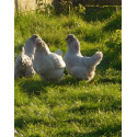 6 Exhibition Quality Lavender Araucana Hatching eggs from A&J Poultry 