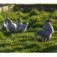 6 Exhibition Quality Lavender Araucana Hatching eggs from A&J Poultry 