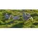 6 Exhibition Quality Lavender Araucana Hatching eggs from A&J Poultry 