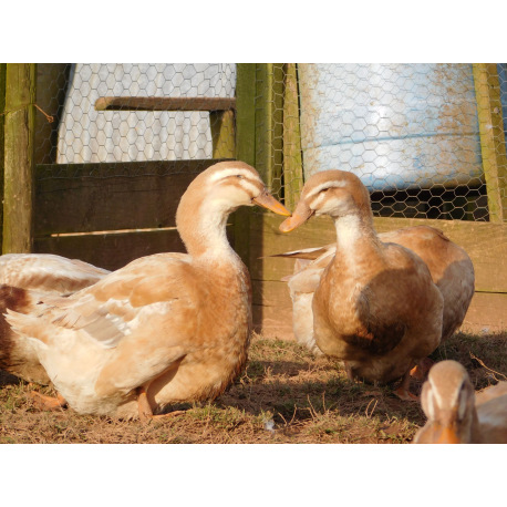 6 Exhibition Quality Saxony Hatching Eggs From A&J Poultry