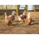 6 Exhibition Quality Saxony Hatching Eggs From A&J Poultry