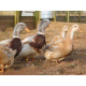 6 Exhibition Quality Saxony Hatching Eggs From A&J Poultry