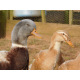 6 Exhibition Quality Saxony Hatching Eggs From A&J Poultry
