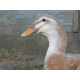 6 Exhibition Quality Saxony Hatching Eggs From A&J Poultry