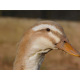 6 Exhibition Quality Saxony Hatching Eggs From A&J Poultry