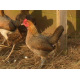 6 Black Red Oxford Old English Game Bantam Hatching Eggs A&J Poultry