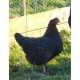 6 Exhibition Quality French Copper Black Maran Hatching Eggs from A&J Poultry 