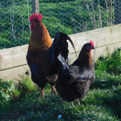 6 Exhibition Quality French Copper Black Maran Hatching Eggs from A&J Poultry 