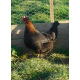6 Exhibition Quality French Copper Black Maran Hatching Eggs from A&J Poultry 