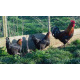 6 Exhibition Quality French Copper Black Maran Hatching Eggs from A&J Poultry 