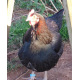6 Exhibition Quality French Copper Black Maran Hatching Eggs from A&J Poultry 