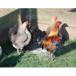 6 Black Red Oxford Old English Game Bantam Hatching Eggs A&J Poultry