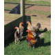 6 Black Red Oxford Old English Game Bantam Hatching Eggs A&J Poultry