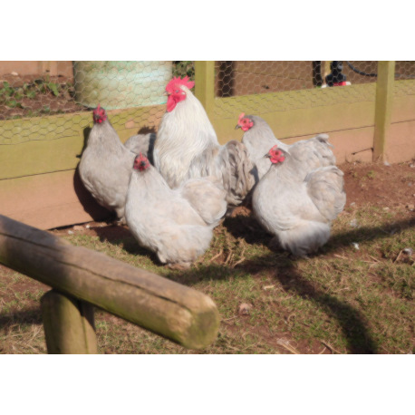6 Exhibition Quality Lavender Pekin Bantam Hatching Eggs From A&J Poultry
