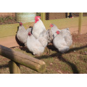 6 Exhibition Quality Lavender Pekin Bantam Hatching Eggs From A&J Poultry