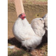 6 Exhibition Quality Lavender Pekin Bantam Hatching Eggs From A&J Poultry