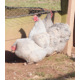 6 Exhibition Quality Lavender Pekin Bantam Hatching Eggs From A&J Poultry