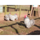 6 Exhibition Quality Lavender Pekin Bantam Hatching Eggs From A&J Poultry