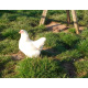 6 Exhibition Quality Large fowl Ixworth Hatching Eggs From A&J Poultry