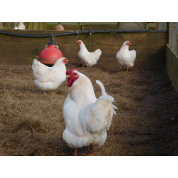 6 Exhibition Quality Large fowl Ixworth Hatching Eggs From A&J Poultry