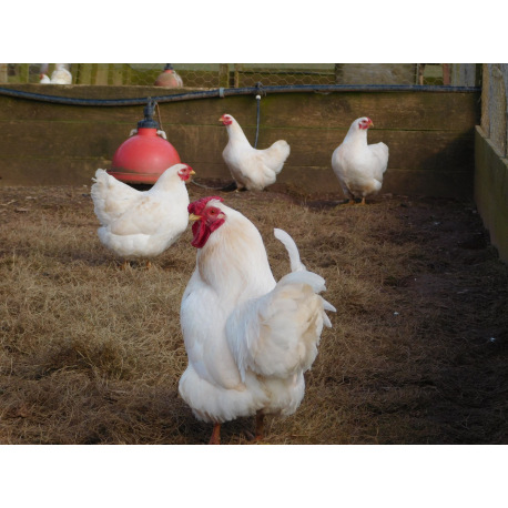 6 Exhibition Quality Large fowl Ixworth Hatching Eggs From A&J Poultry
