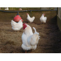 6 Exhibition Quality Large fowl Ixworth Hatching Eggs From A&J Poultry