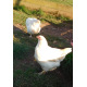 6 Exhibition Quality Large fowl Ixworth Hatching Eggs From A&J Poultry