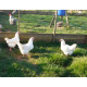 6 Exhibition Quality Large fowl Ixworth Hatching Eggs From A&J Poultry