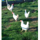 6 Exhibition Quality White Leghorn Hatching Eggs from A&J Poultry 