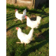 6 Exhibition Quality White Leghorn Hatching Eggs from A&J Poultry 