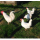 6 Exhibition Quality White Leghorn Hatching Eggs from A&J Poultry 