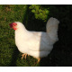 6 Exhibition Quality White Leghorn Hatching Eggs from A&J Poultry 