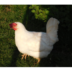 6 Exhibition Quality White Leghorn Hatching Eggs from A&J Poultry 