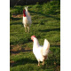 6 Exhibition Quality White Leghorn Hatching Eggs from A&J Poultry 