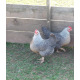 6 Exhibition Quality Silver Welbar Bantam Hatching Eggs A&J Poultry