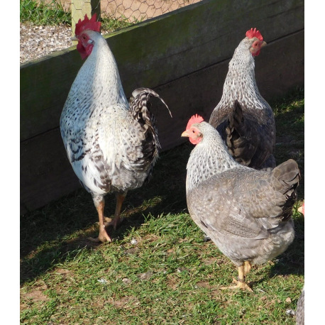 6 Exhibition Quality Silver Welbar Bantam Hatching Eggs A&J Poultry