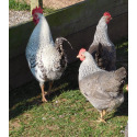 6 Exhibition Quality Silver Welbar Bantam Hatching Eggs A&J Poultry