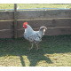 6 Exhibition Quality Silver Welbar Bantam Hatching Eggs A&J Poultry