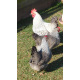 6 Exhibition Quality Silver Welbar Bantam Hatching Eggs A&J Poultry