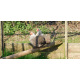 6 Exhibition Quality Silver Partridge Pekin Bantam Hatching Eggs From A&J Poultry