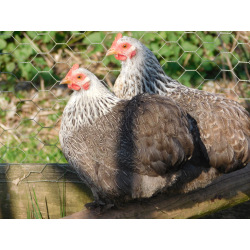 6 Exhibition Quality Silver Partridge Pekin Bantam Hatching Eggs From A&J Poultry
