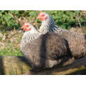 6 Exhibition Quality Silver Partridge Pekin Bantam Hatching Eggs From A&J Poultry