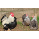 6 Exhibition Quality Silver Partridge Pekin Bantam Hatching Eggs From A&J Poultry
