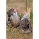 6 Exhibition Quality Silver Partridge Pekin Bantam Hatching Eggs From A&J Poultry