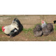 6 Exhibition Quality Silver Partridge Pekin Bantam Hatching Eggs From A&J Poultry