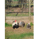 6 Exhibition Quality Silver Partridge Pekin Bantam Hatching Eggs From A&J Poultry