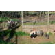 6 Exhibition Quality Silver Partridge Pekin Bantam Hatching Eggs From A&J Poultry